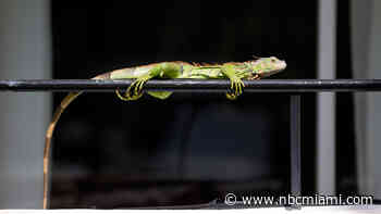 Be On Lookout For Frozen Iguanas This Weekend As Temperatures Drop