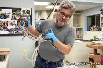 Lower Mainland vet has big snakes that need homes