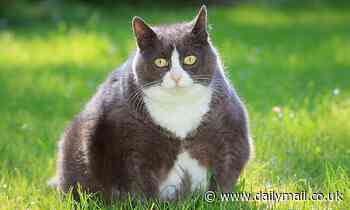 Pets: Nearly HALF of Britain's pet cats are now obese, with more than 54,000 suffering from diabetes