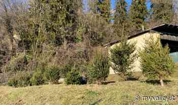 Clusone, gli abeti delle Contrade trovano posto nella sede di ABF in Villa Barbarigo - MyValley.it