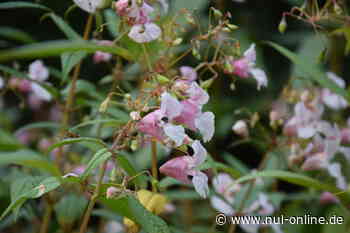 Umfrage zum Management invasiver Arten - NATURSCHUTZ UND LANDSCHAFTSPLANUNG - Naturschutz und Landschaftsplanung