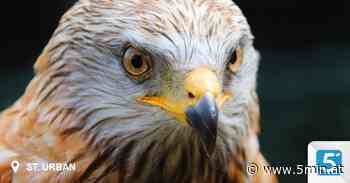 Entsetzlicher Fall von Tierquälerei im Bezirk Feldkirchen in 5 Minuten - Nachrichten & Aktuelles - 5 Minuten