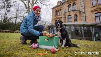 Jena: Jetzt bewerben! Forscherin sucht den schlausten Hund der Welt - BILD