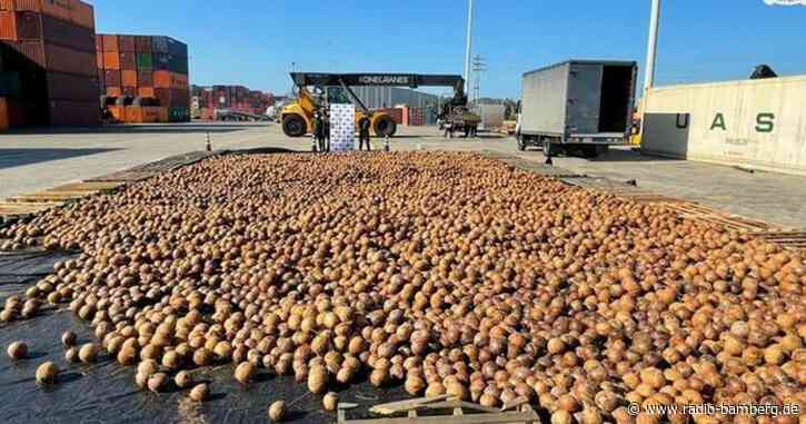 Kolumbien: Flüssiges Kokain in Kokosnüssen entdeckt