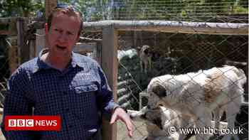 UK PM denies authorising animal evacuation from Kabul