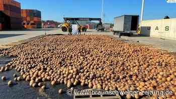 Kolumbien: Flüssiges Kokain in Kokosnüssen entdeckt