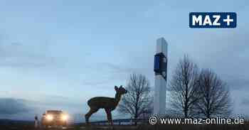 Rathenow: Wildunfall auf Bammer Landstraße - Märkische Allgemeine Zeitung