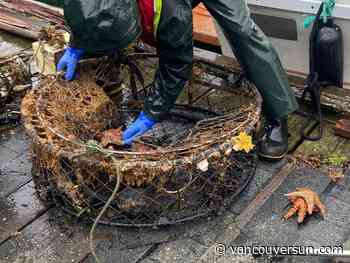 Debris from fishing, oyster farms lurks underwater in B.C., endangering sea life