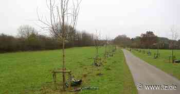 Zerstörungswut trifft 100 Bäume am Vietberg | Lokale Nachrichten aus Detmold - Lippische Landes-Zeitung