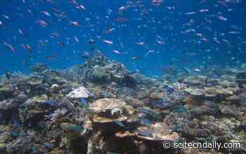 Even Remote Areas Are Not Safe Havens for Biodiversity