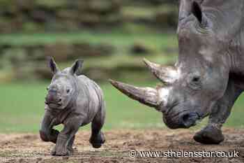 Six-week-old rhino calf explores enclosure for first time - St Helens Star