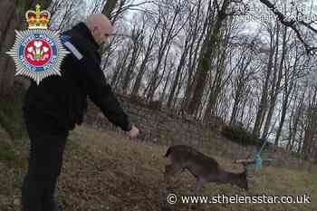 'Animal-loving' police officers save deer trapped in rope swing - St Helens Star