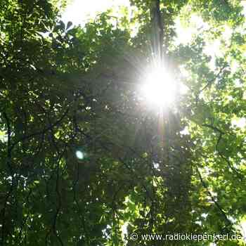 SENDEN: Bäume weichen für Verkaufszelt - Radio Kiepenkerl