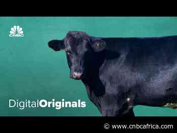 The battle for beef: Can the home of Angus reinvent the protein industry? - CNBCAfrica.com