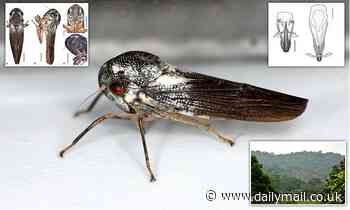 Insect with leaf-shaped GENITALS is discovered in Uganda