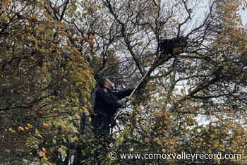 Bear cub rescued in Port Alice a good candidate for rehabilitation – Comox Valley Record - Comox Valley Record