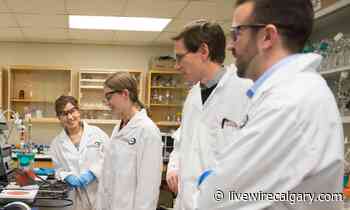 University of Calgary creates new department of biomedical engineering - LiveWire Calgary