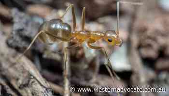 Ant invaders wage war on Aussie lizards - Western Advocate