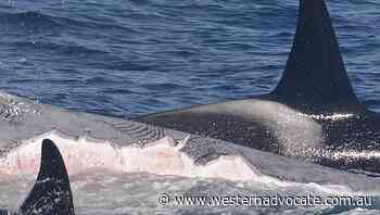 Orcas seen killing world's biggest animal - Western Advocate