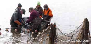 Evasive carp avoid the nets again on Lake Okabena - The Globe