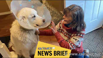 Osoyoos family celebrates their dog's return home after the Okanagan Humane Society helps foster him - Penticton News - Castanet.net