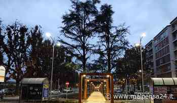 Gallarate, il comitato Salviamo gli alberi torna a criticare i lavori di piazza Giovanni XXIII - malpensa24.it