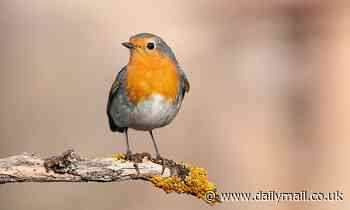 Robins are on a high in warm winter