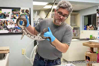 Lower Mainland vet has big snakes that need homes – Nelson Star - Nelson Star