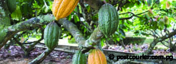 Markham chocolate mooted - POST-COURIER