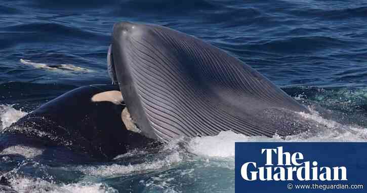 Orcas recorded killing and feeding on blue whales in brutal attacks