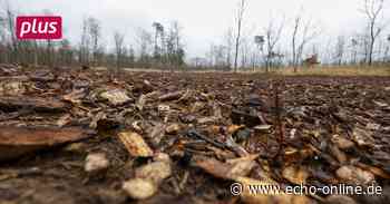 Hackschnitzel sollen in Griesheim bei der Aufforstung helfen - Echo Online