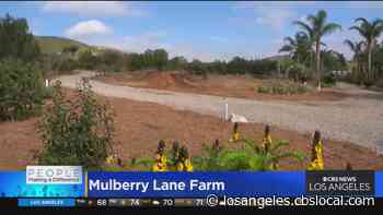 People Making a Difference: Mulberry Lane Farm