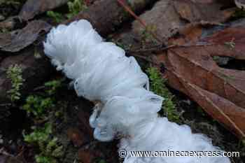 Harrison-area photographer captures rare 'hair ice' – Vanderhoof Omineca Express - Omineca Express