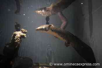 Meet Methuselah, the oldest living aquarium fish - Vanderhoof Omineca Express