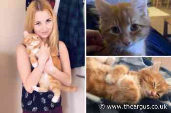 Brighton woman launches Gofundme to raise money for cat's lifesaving treatment