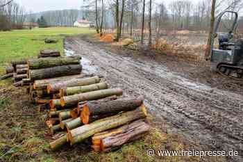 Was die Motorsäge im Naturparadies zu suchen hat - Freie Presse