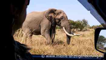 Safari in Südafrika – Begegnung mit Elefant endet dramatisch (mit Video)