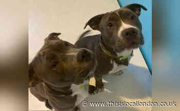 Owners heartbroken after puppies stolen in Waltham Abbey