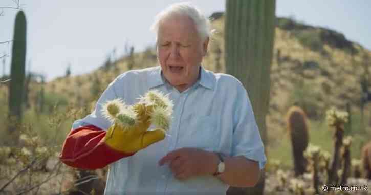 Sir David Attenborough spiked by ‘vicious spines’ of aggressive cactus in The Green Planet: ‘It’s quite painful’