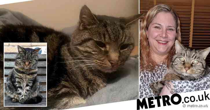 Cat finally reunited with owners 11 years after going missing