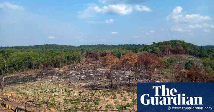 Illegal logging threatens Cambodia’s indigenous people, says Amnesty