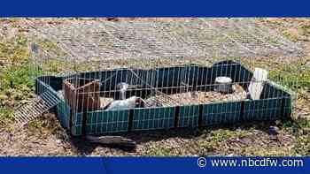 Who Abandoned Guinea Pigs Along a Dallas Trail? - NBC 5 Dallas-Fort Worth