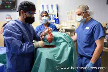 US surgeons transplant pig heart into human patient - Barrhead News