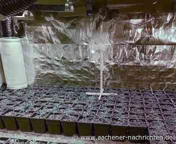 Über Tausend Pflanzen: Drogenermittler finden Hanfplantage in Einfamilienhaus