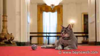 Here, kitty: Bidens welcome cat named Willow to White House