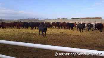 Expensive cattle feed a concern for ranchers - Lethbridge News Now