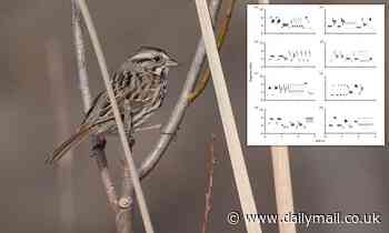 Song sparrows have a 'playlist' to entice a mate, study says