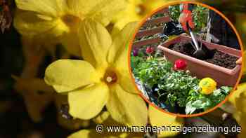 Winterjasmin: Die richtige Pflege bringt die gelben Blüten zum Strahlen
