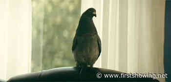 Trailer for 'Dr. Bird's Advice For Sad Poets' with a Pigeon Therapist