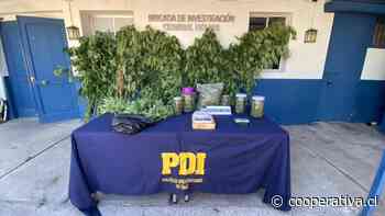 Un detenido y más de treinta plantas de cannabis sativa incautadas deja operativo policial en Molina